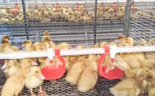 養鴨場老板：熱泵供暖溫度高，費用比燒煤還??！